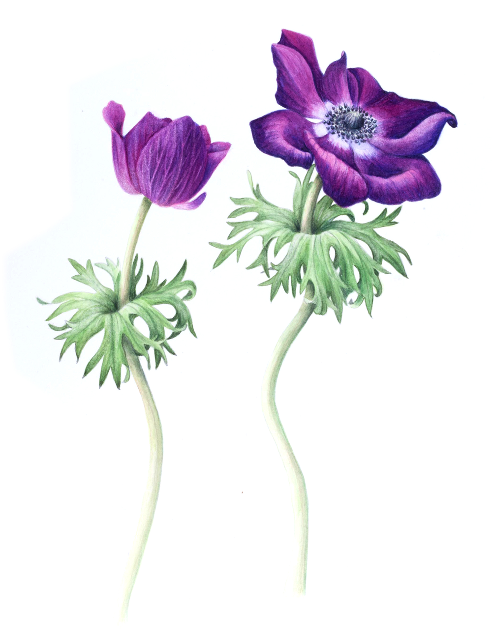 Anemone1