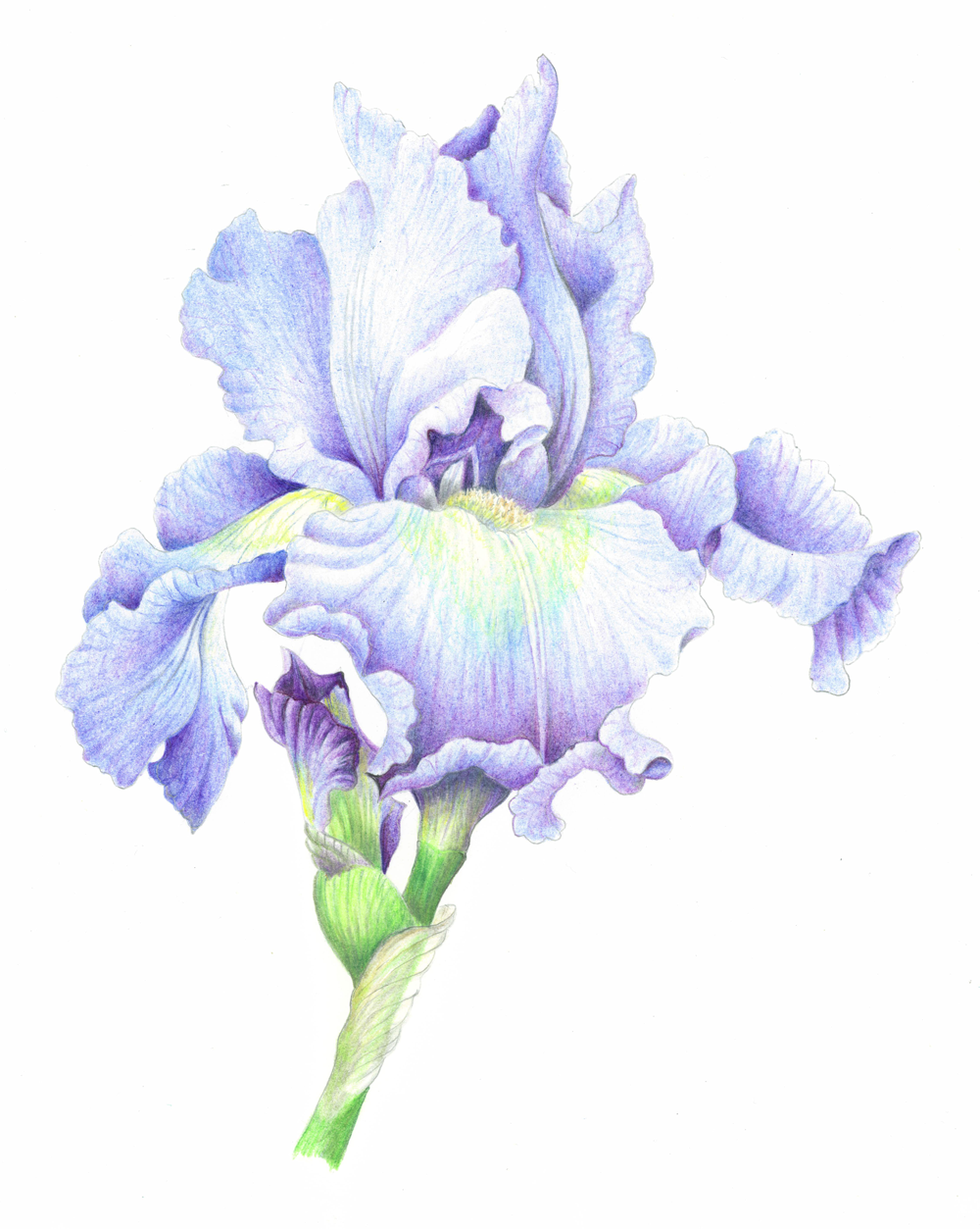 BeardedIris1