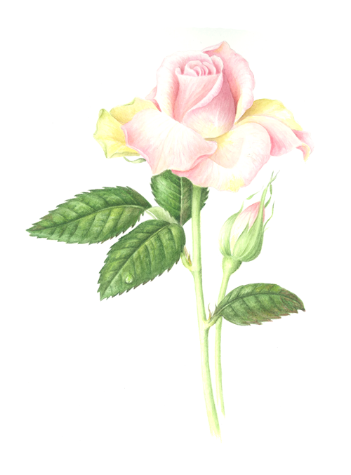 Botanical1