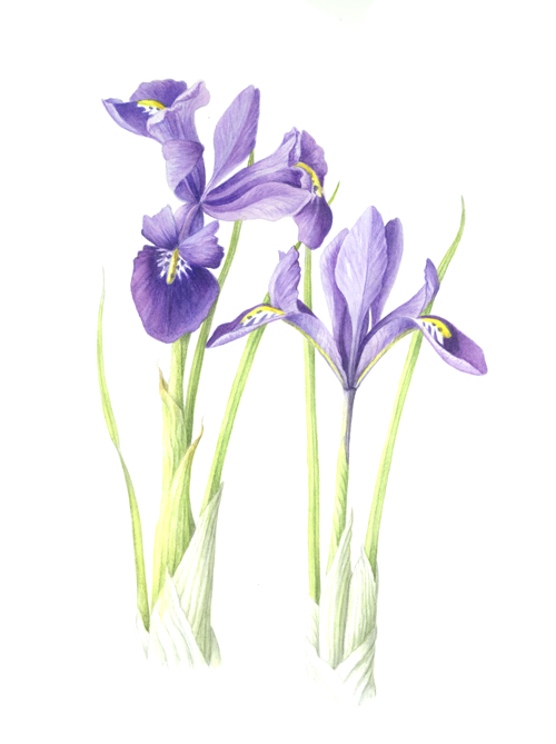Botanical2
