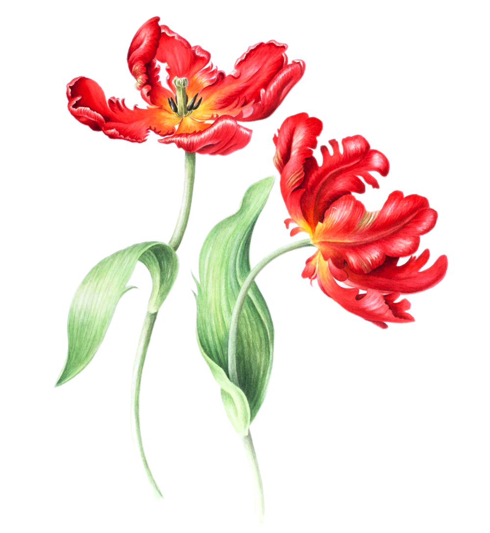 Tulip1
